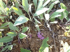 Psephellus marschallianus