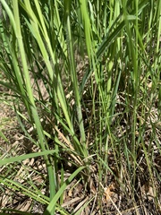 Carex atherodes