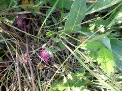 Psephellus marschallianus