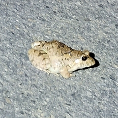 Fejervarya multistriata