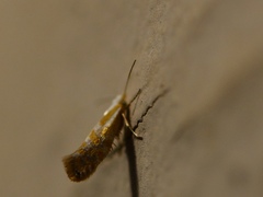 Argyresthia freyella