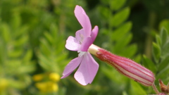 Silene psammitis
