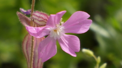 Silene psammitis