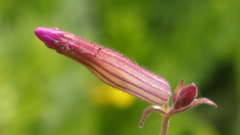 Silene psammitis