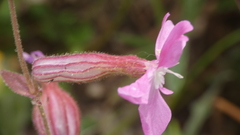 Silene psammitis