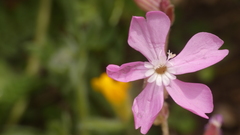 Silene psammitis