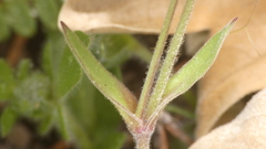 Silene psammitis