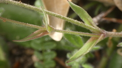 Silene psammitis