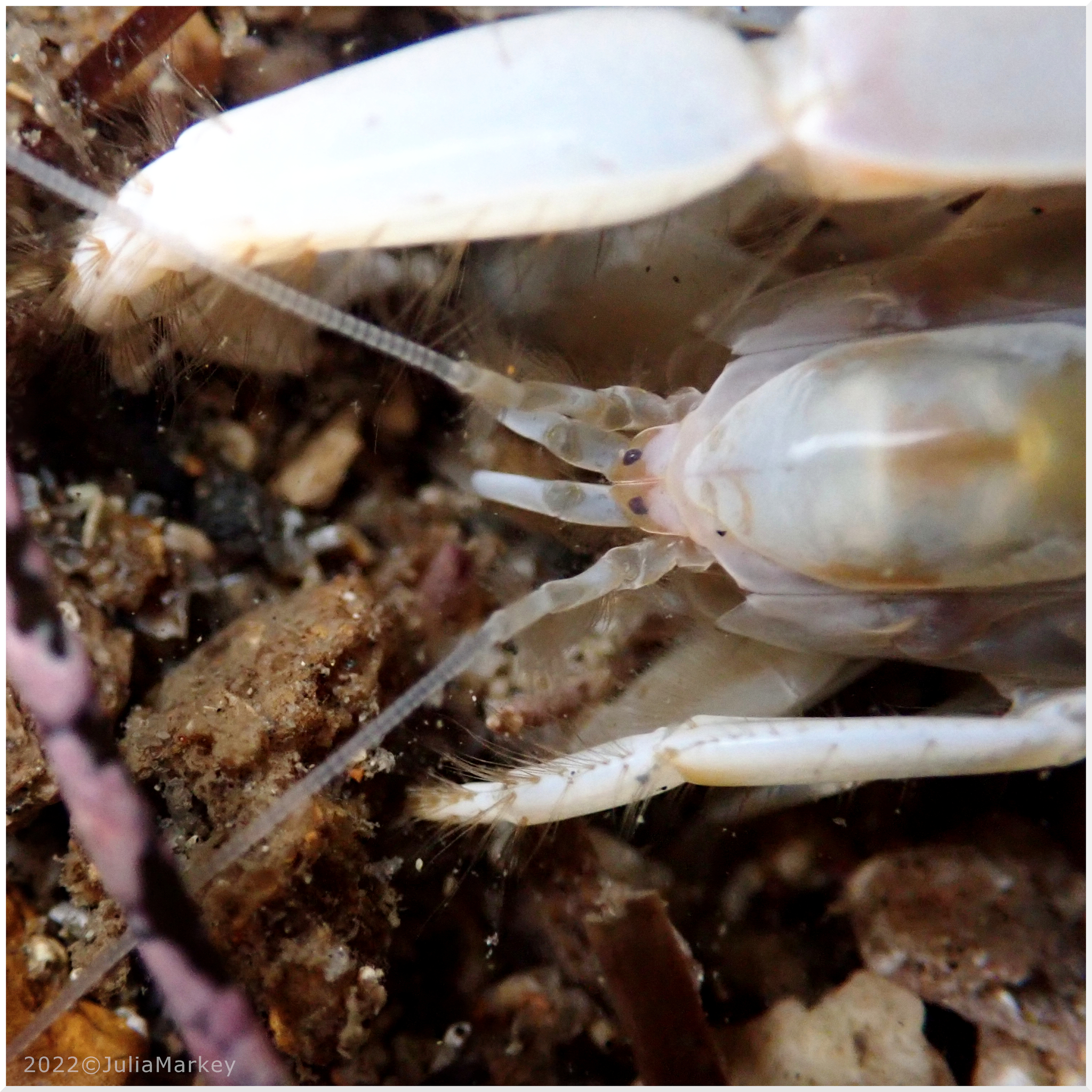 Bay Ghost Shrimp (Neotrypaea californiensis) · iNaturalist Canada