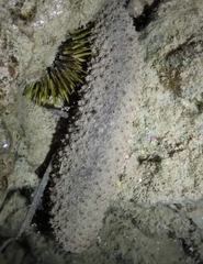 Holothuria fuscocinerea