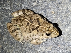 Fejervarya multistriata