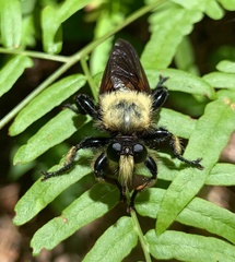 Laphria virginica