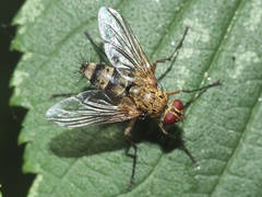 Dexiosoma caninum