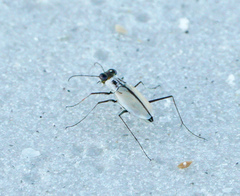 Habroscelimorpha dorsalis saulcyi