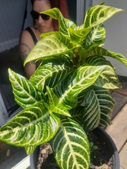 Aphelandra squarrosa