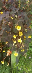Oxalis spiralis