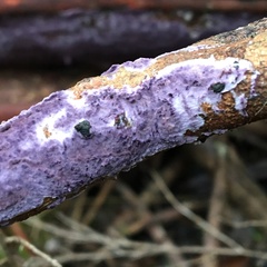 Ceriporia purpurea