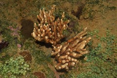 Muriceopsis sulphurea