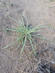 Oenothera mendocinensis