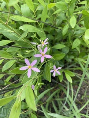Sabatia brachiata
