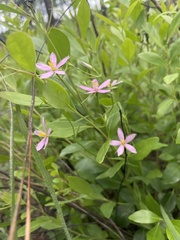 Sabatia brachiata