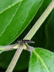 Agrilus obsoletoguttatus