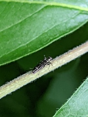 Agrilus obsoletoguttatus