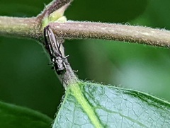 Agrilus obsoletoguttatus