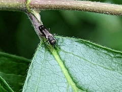 Agrilus obsoletoguttatus