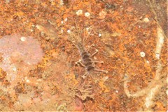 Amblyosyllis ovei
