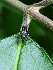 Agrilus obsoletoguttatus