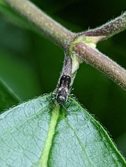 Agrilus obsoletoguttatus