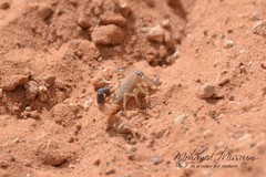 Androctonus australis