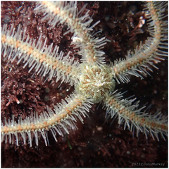 Ophiothrix spiculata