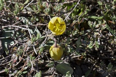 Fritillaria glauca