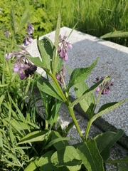 Symphytum officinale