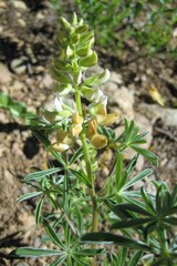 Lupinus fulcratus