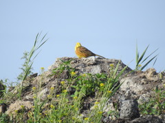 Emberiza citrinella