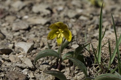 Fritillaria glauca