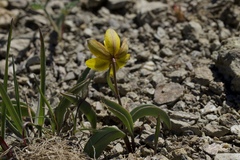 Fritillaria glauca