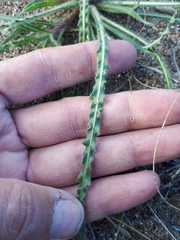 Oenothera mendocinensis