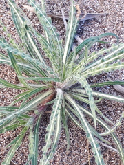 Oenothera mendocinensis