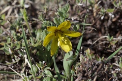 Fritillaria glauca