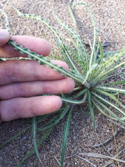 Oenothera mendocinensis