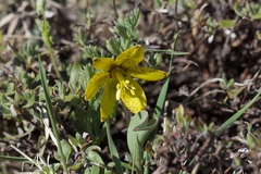 Fritillaria glauca