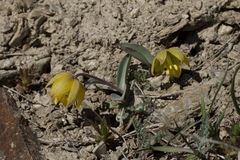 Fritillaria glauca