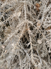 Ulex australis