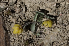 Fritillaria glauca