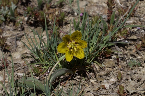 Image of Fritillaria glauca by (c) Arvel Hernandez, some rights reserved (CC BY)