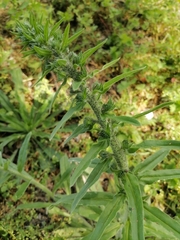 Echium vulgare